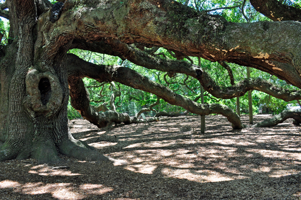 the trunk of the Angel Oak tree